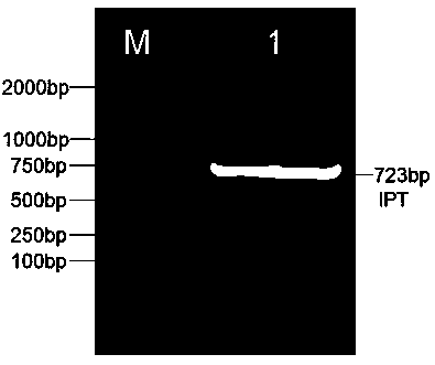 Agrobacterium tumefaciens mediated efficient glycyrrhiza glabra genetic transformation method