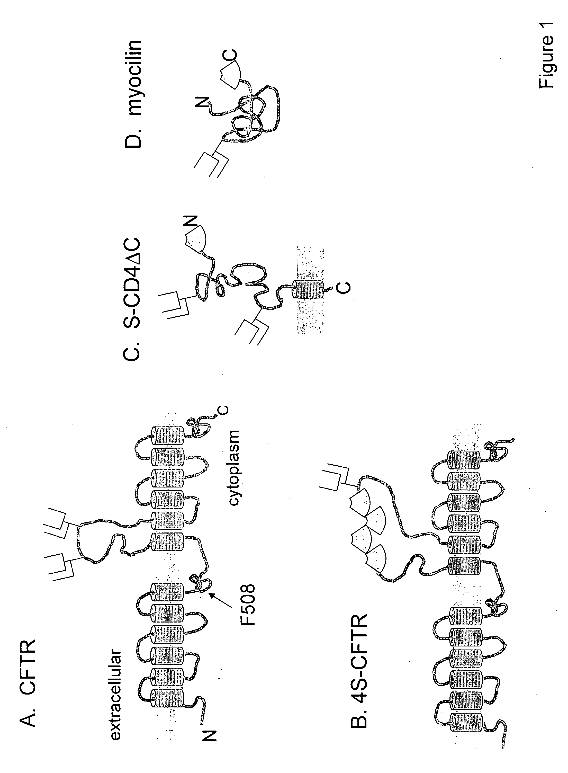Compositions and methods for high throughput screening of pharmacological chaperones