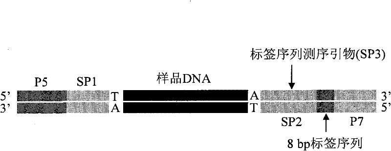 Method for building sequencing library by hybridization