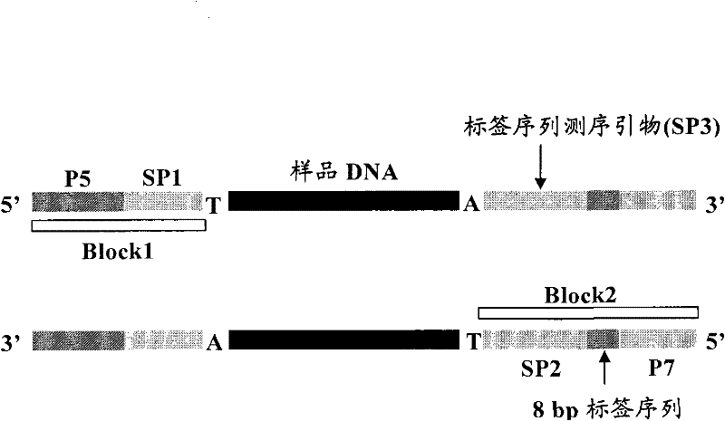 Method for building sequencing library by hybridization