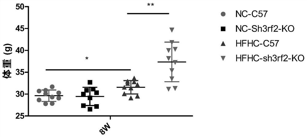 The function and application of sh3rf2 in the preparation of drugs for the treatment of non-alcoholic fatty liver disease and/or type 2 diabetes