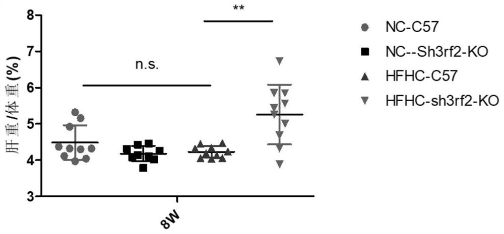 The function and application of sh3rf2 in the preparation of drugs for the treatment of non-alcoholic fatty liver disease and/or type 2 diabetes