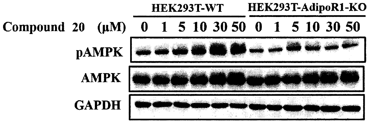 Piperazine adenosine monophosphate activated protein kinase (AMPK) agonist and medical application thereof