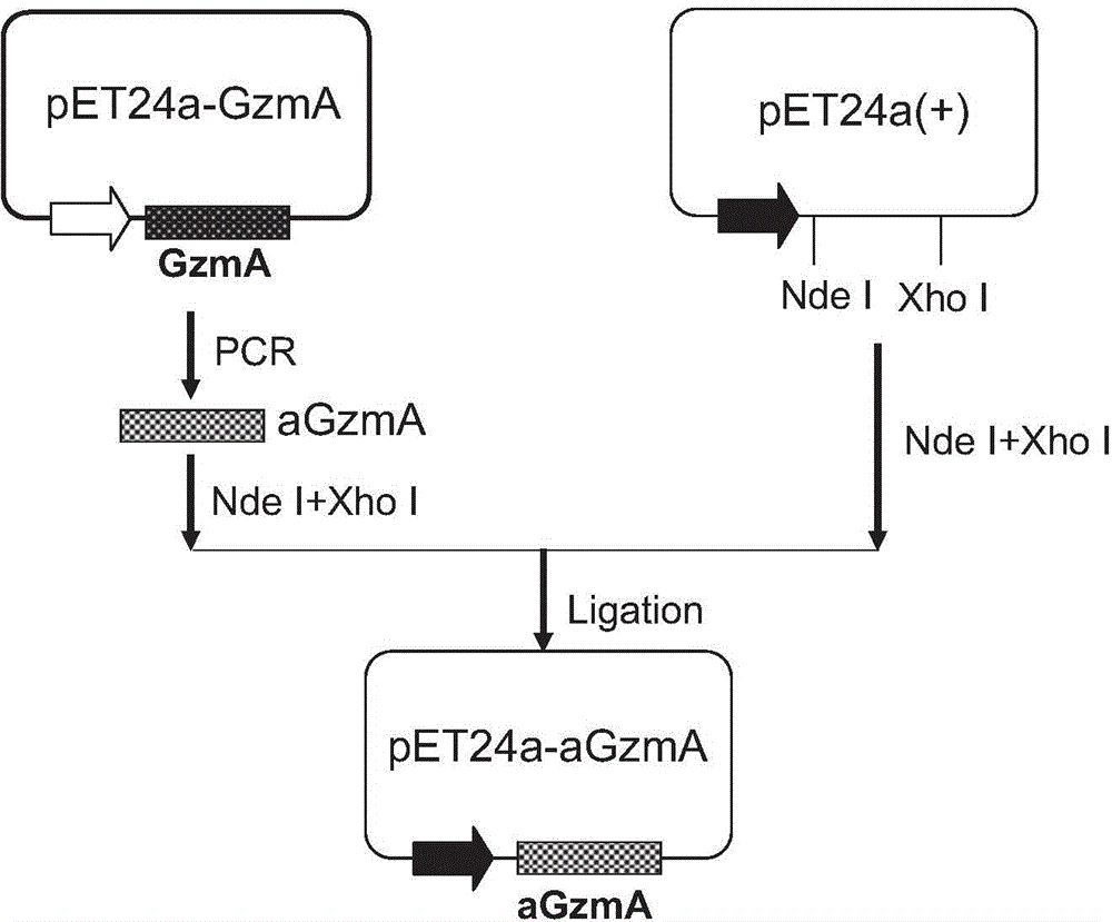 Preparation method of human active granzyme A recombinant protein