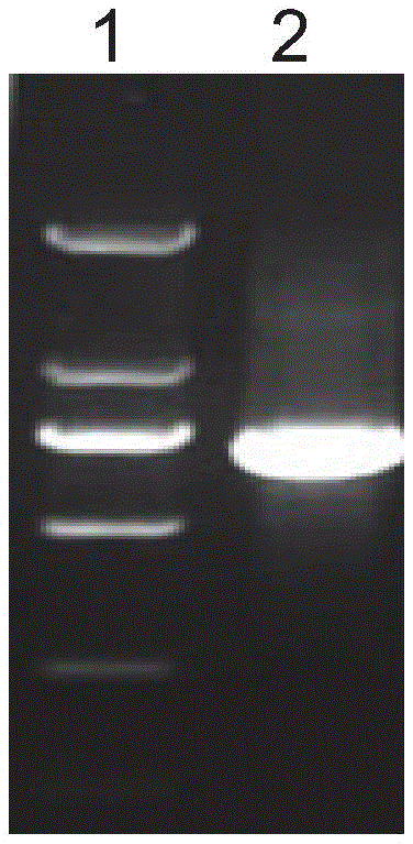 Preparation method of human active granzyme A recombinant protein