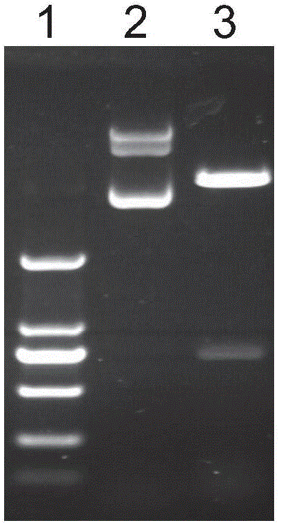 Preparation method of human active granzyme A recombinant protein