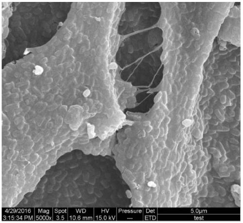 Preparation method and application of magnetic biological flocculant