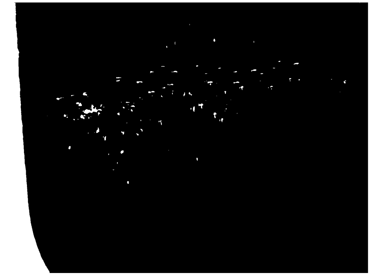 A kind of mixed bacteria producing biosurfactant and its screening method