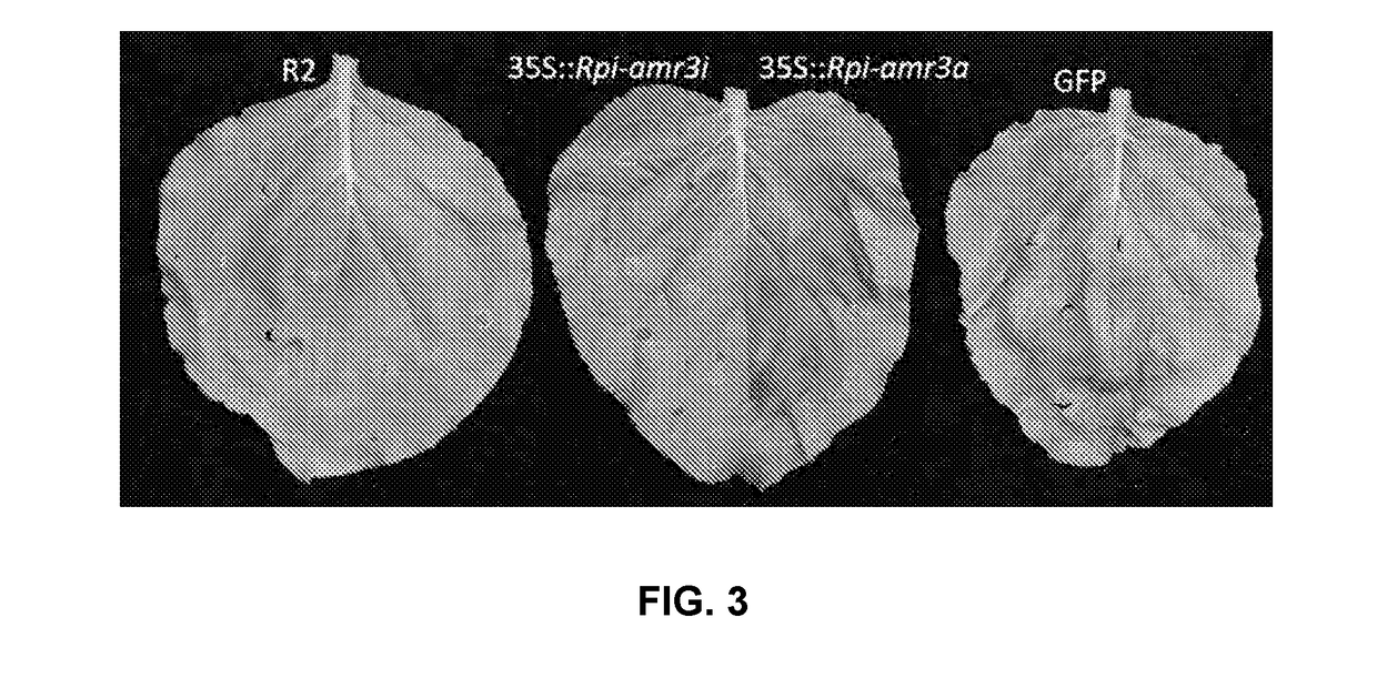 Late blight resistance gene from solanum americanum and methods of use