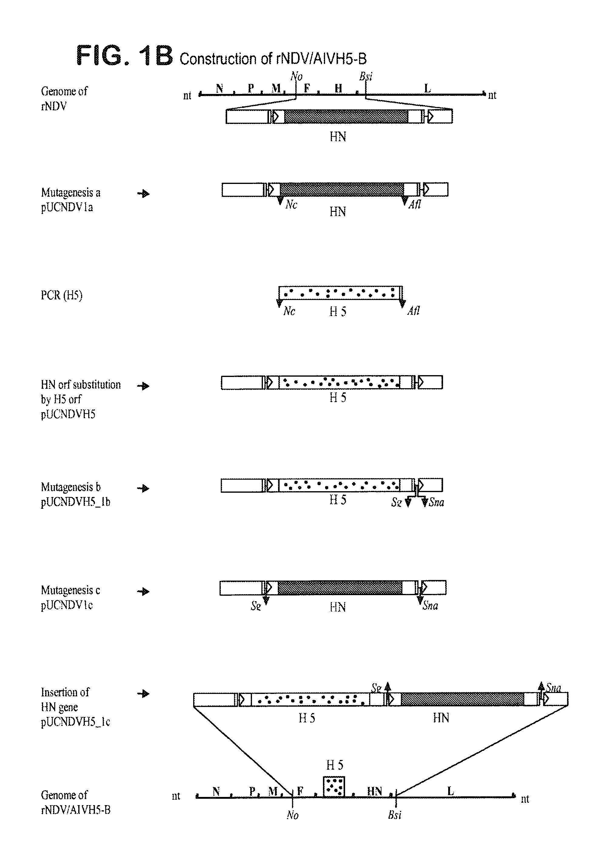 Recombinant mononegaviral virus vectors