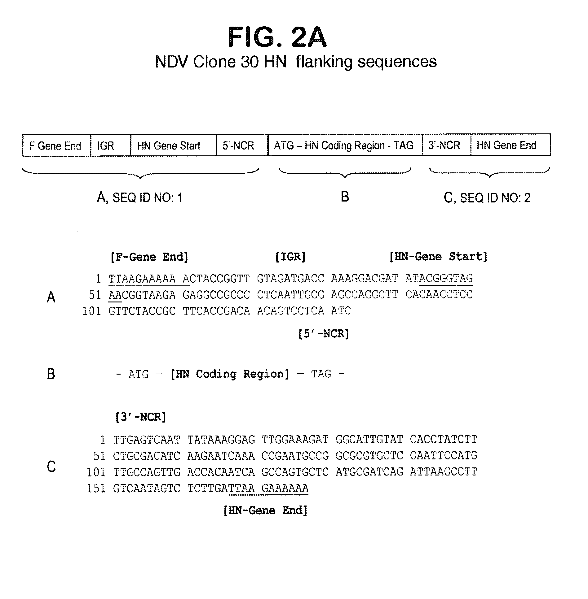 Recombinant mononegaviral virus vectors