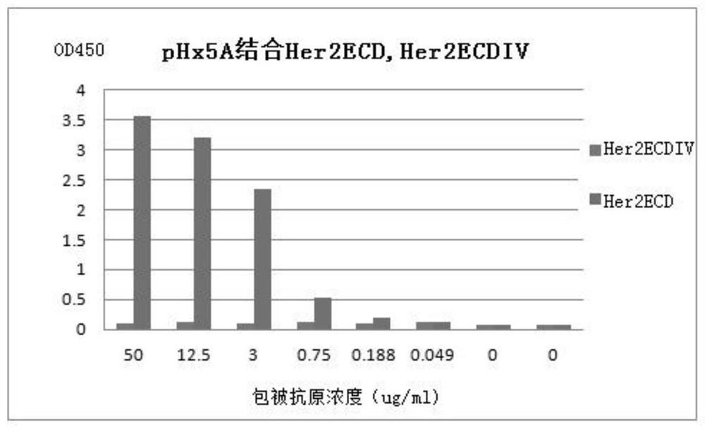 Single domain antibody and detection kit for human epidermal growth factor receptor 2 and application of single domain antibody