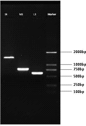 Molecular biological method for rapidly detecting and identifying tomato spotted wilf virus and primer thereof