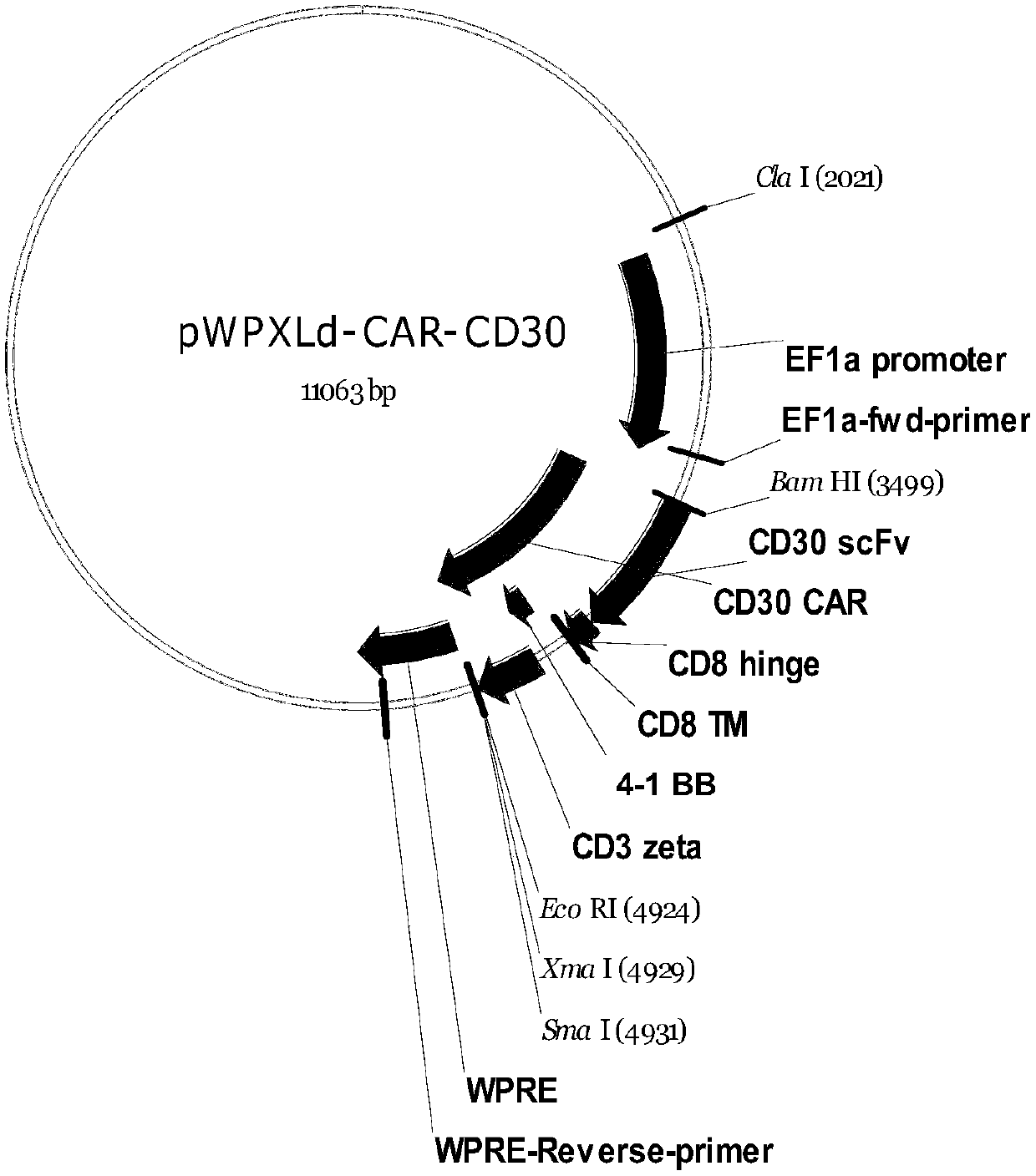 CD30-targeting chimeric antigen receptor, and CD30-targeting chimeric antigen receptor T cell and preparation method and application thereof