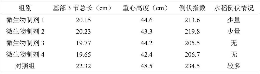 Microbial preparation for promoting rooting and lodging resistance of rice and application thereof