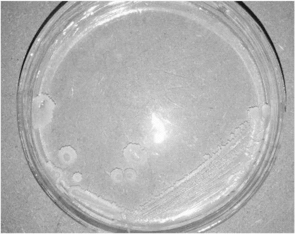 Bacillus subtilis for effectively degrading grease and application thereof