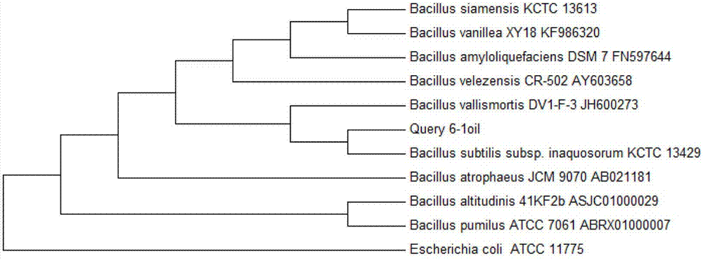 Bacillus subtilis for effectively degrading grease and application thereof