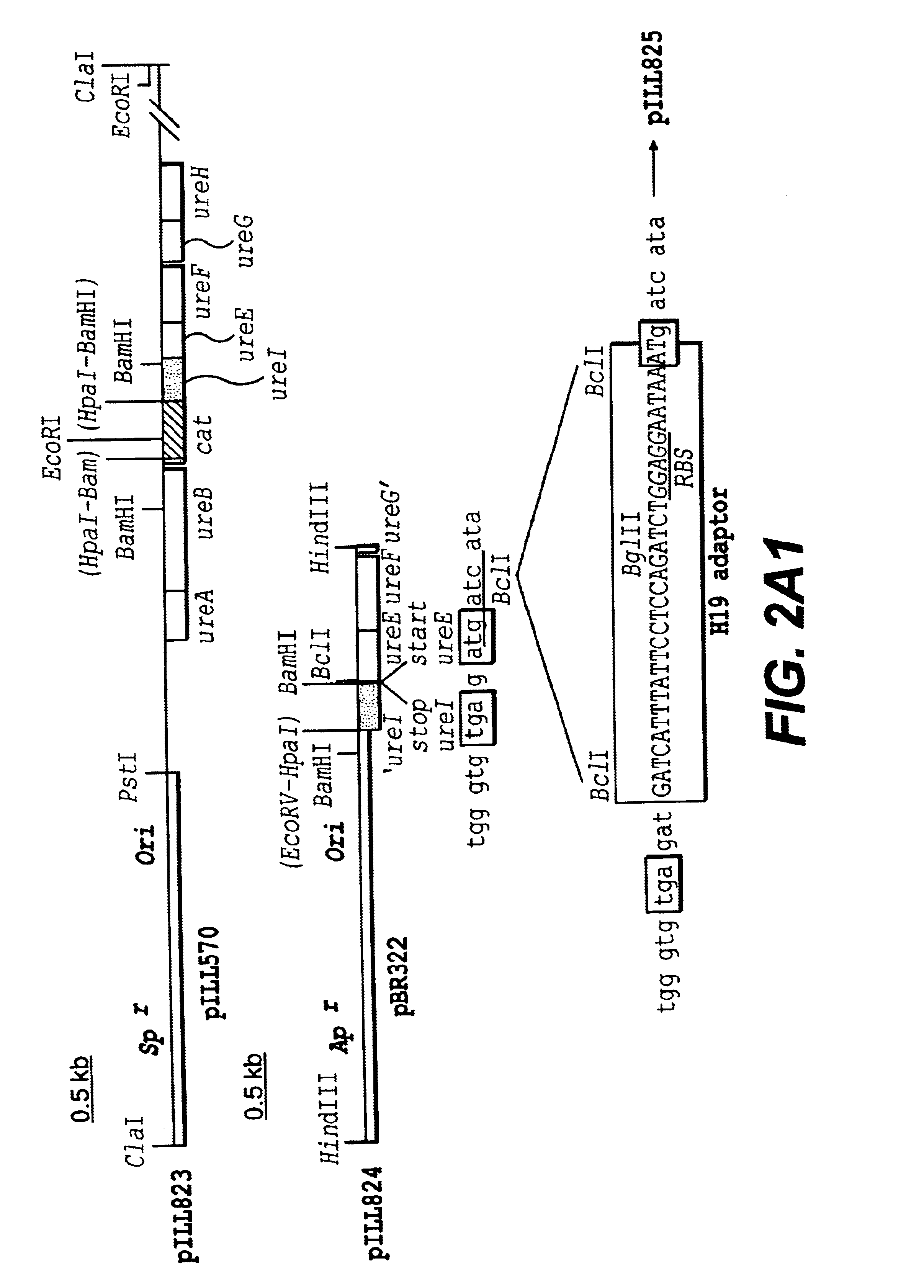 Methods of inhibiting helicobacter pylori