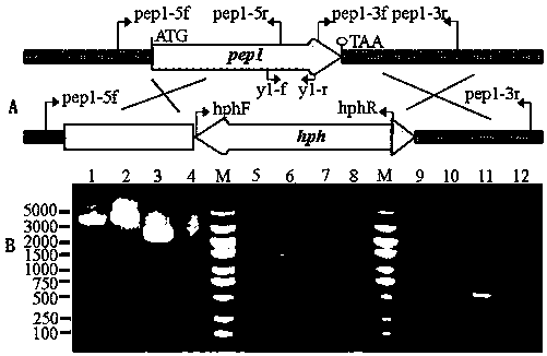 Use of aspartic endopeptidase gene