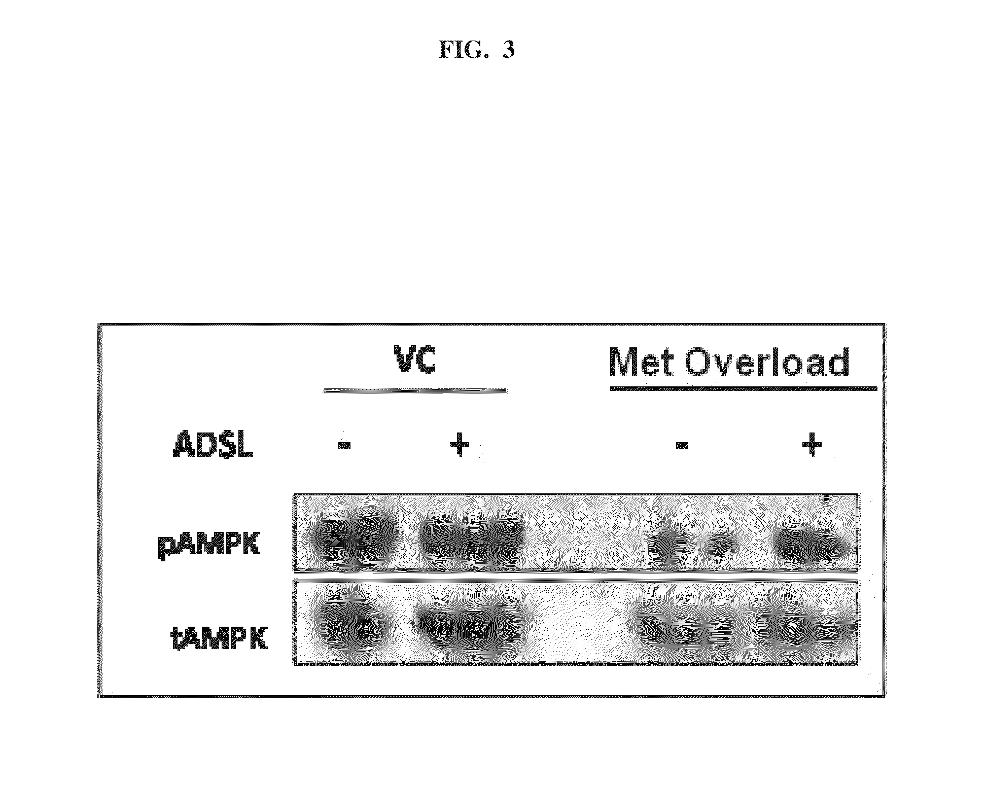 Use of ADSL activator to achieve glycemic control in mammals