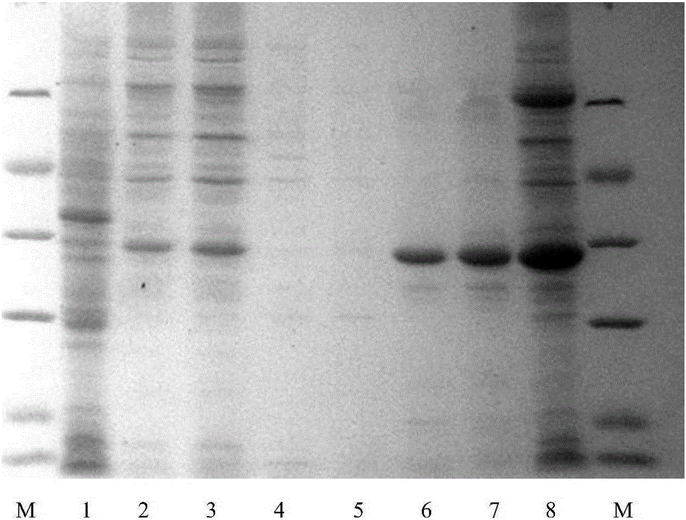 Endolysin derived from Vibrio parahaemolyticus phage, and application of endolysin