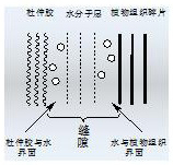 A kind of method for preparing eucommia ulmoides refined gum by purifying aqueous solution of eucommia seed peel crude gum