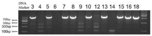 Preparation method and application of transgenic mouse with severe immunodeficiency