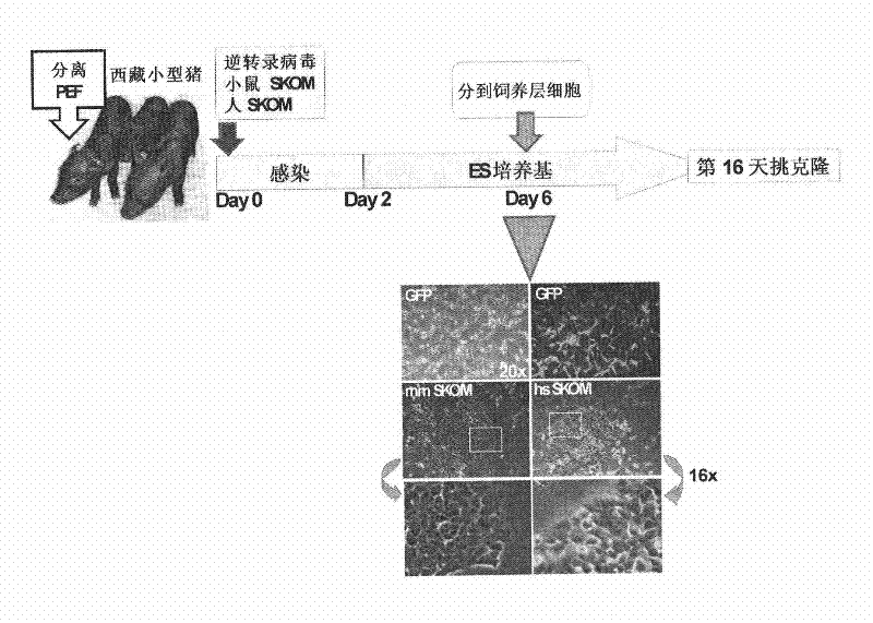 Method for generating and inducing pluripotent stem cells by using pig fibroblasts