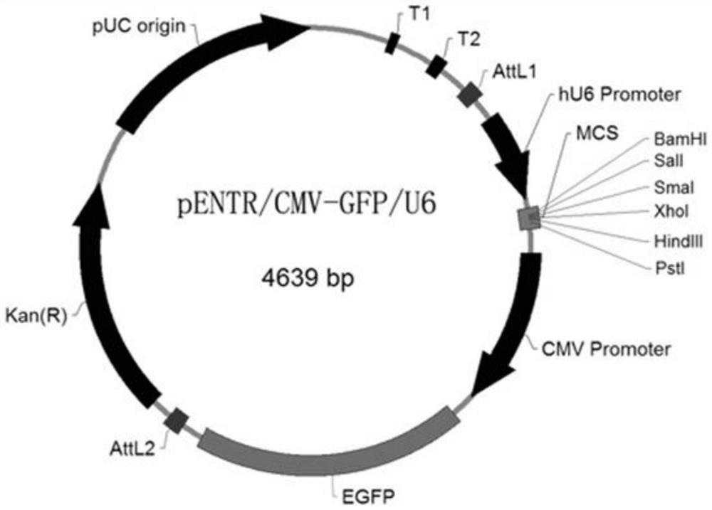 Bovine CFL2 gene adenovirus interference vector and construction and identification method thereof