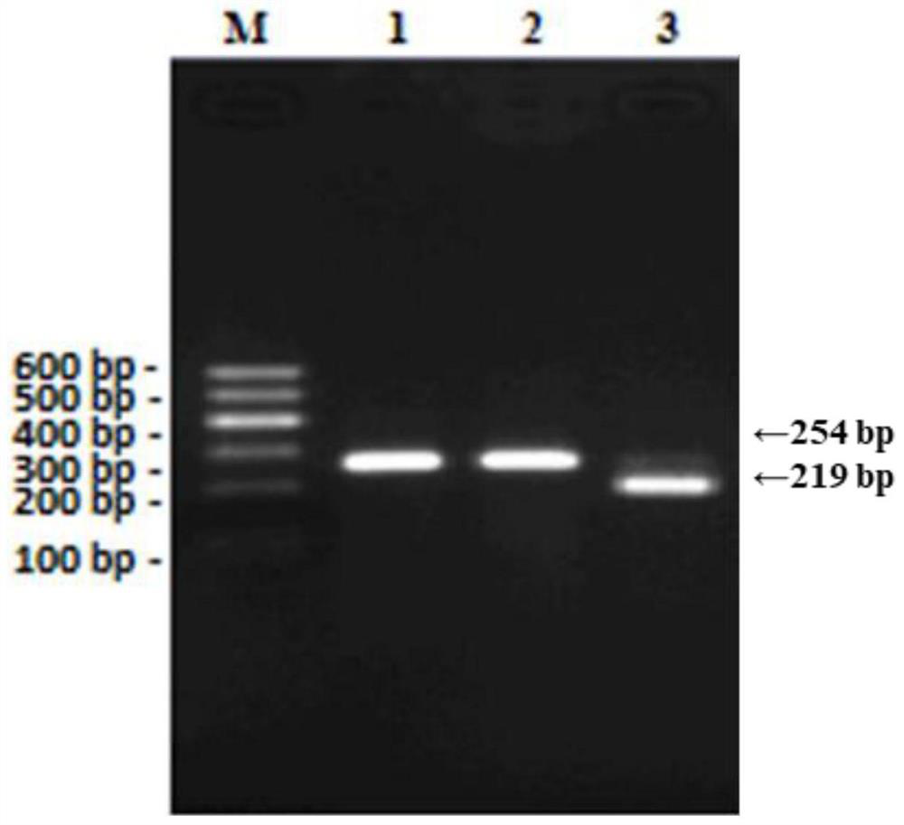 Bovine CFL2 gene adenovirus interference vector and construction and identification method thereof