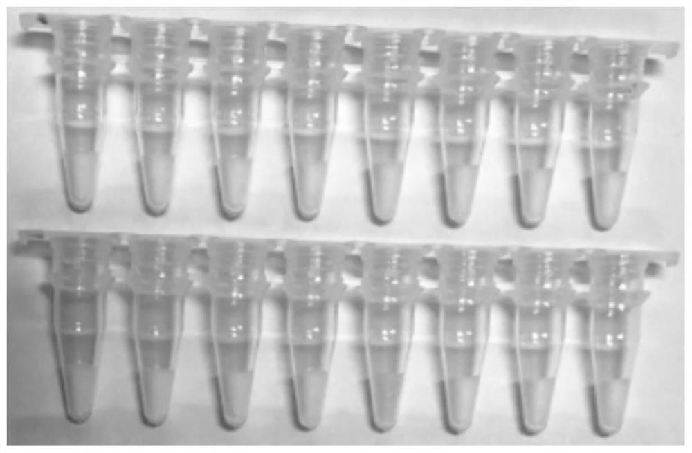 Triple fluorescent PCR detection kit for infectious spleen and kidney necrosis virus, largemouth bass ranavirus and siniperca chuatsi rhabdovirus