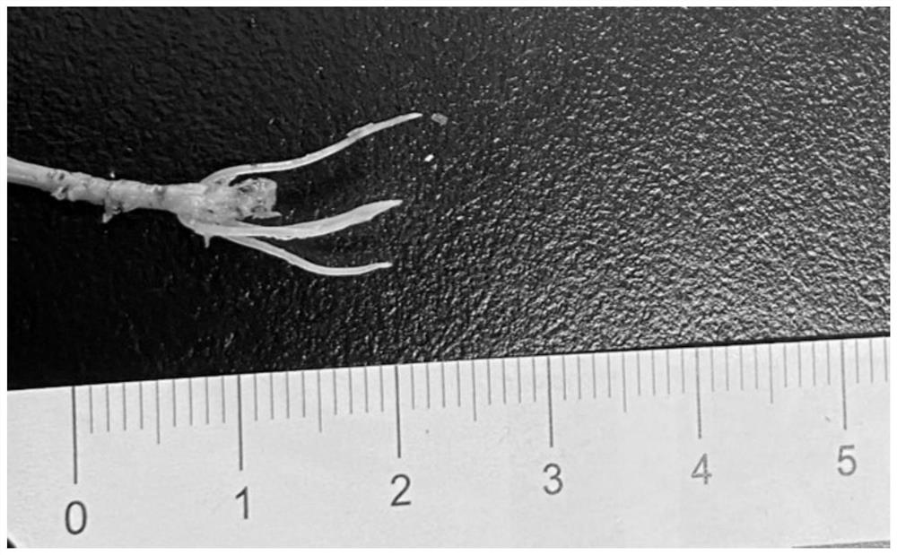 Cutting propagation method for salt-tolerant euonymus bungeanus twigs