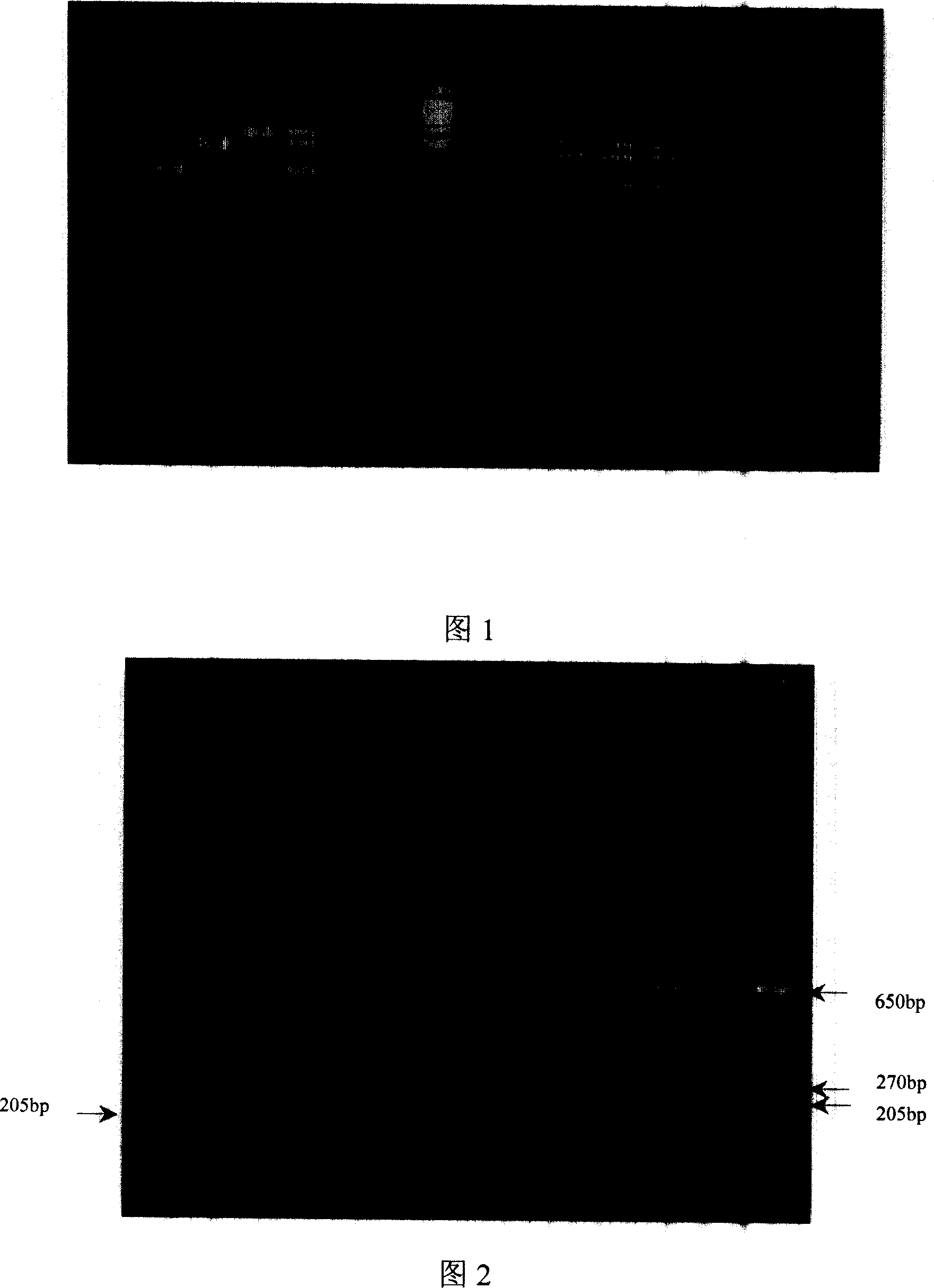 Kit and process for PCR amplification detecting type 2 pig streptococcus virulence gene