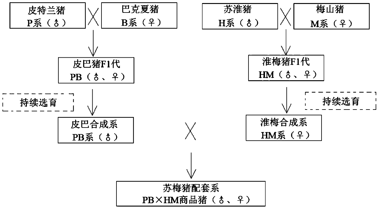 Breeding method of quaternary hybrid Sumei pig complete set line