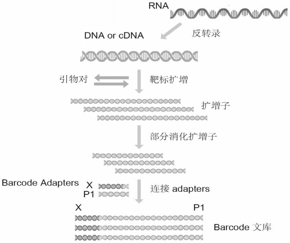 Primer group for gram-positive bacterium drug-resistant gene high-throughput amplicon sequencing and application