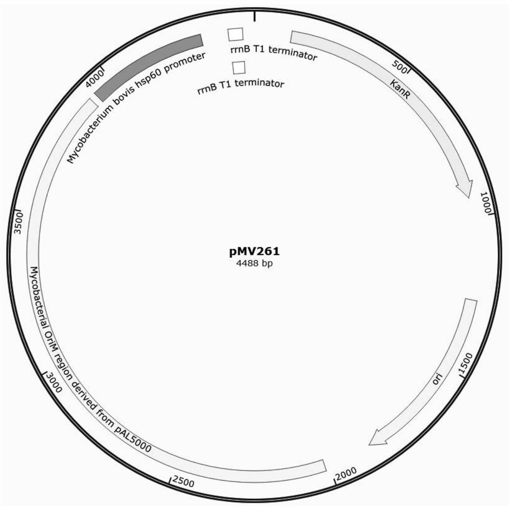 Construction method and application of a kind of mycobacterium genetically engineered bacteria