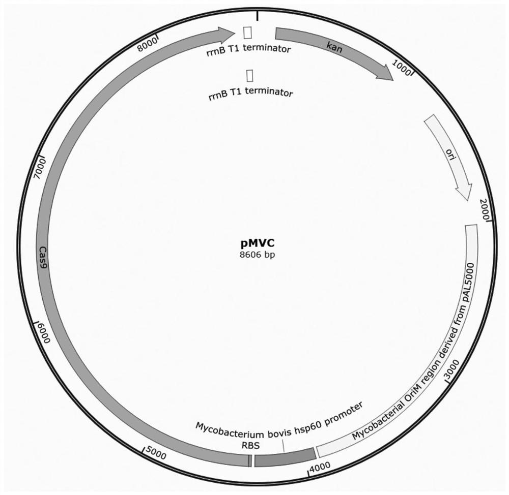 Construction method and application of a kind of mycobacterium genetically engineered bacteria