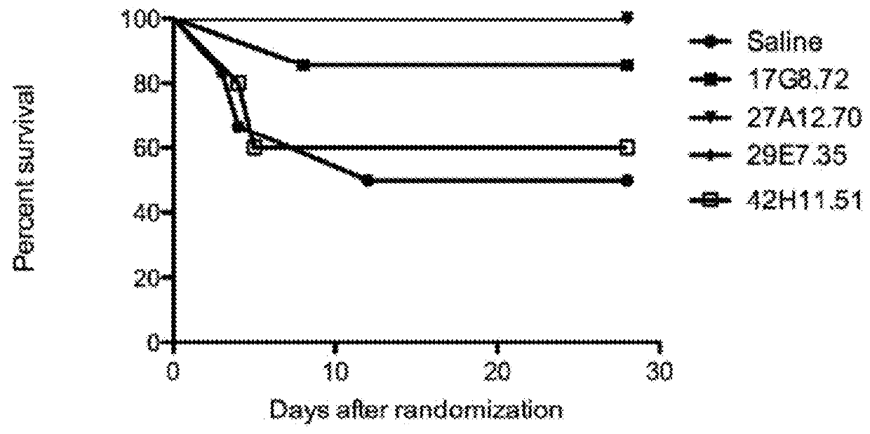 Immunoglobulin-like molecules directed against fibronectin-eda