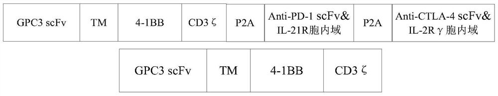 Immune cell and application thereof