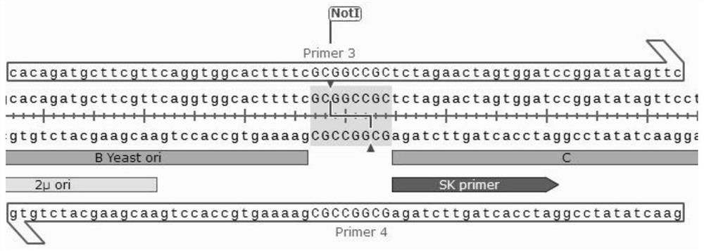 Non-homology, multi-long-fragment, high-efficiency and zero-background assembly method