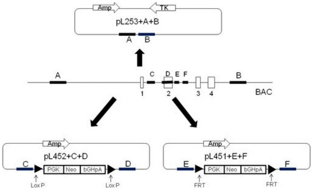 A kind of method and application of mouse loxl3 gene conditional knockout