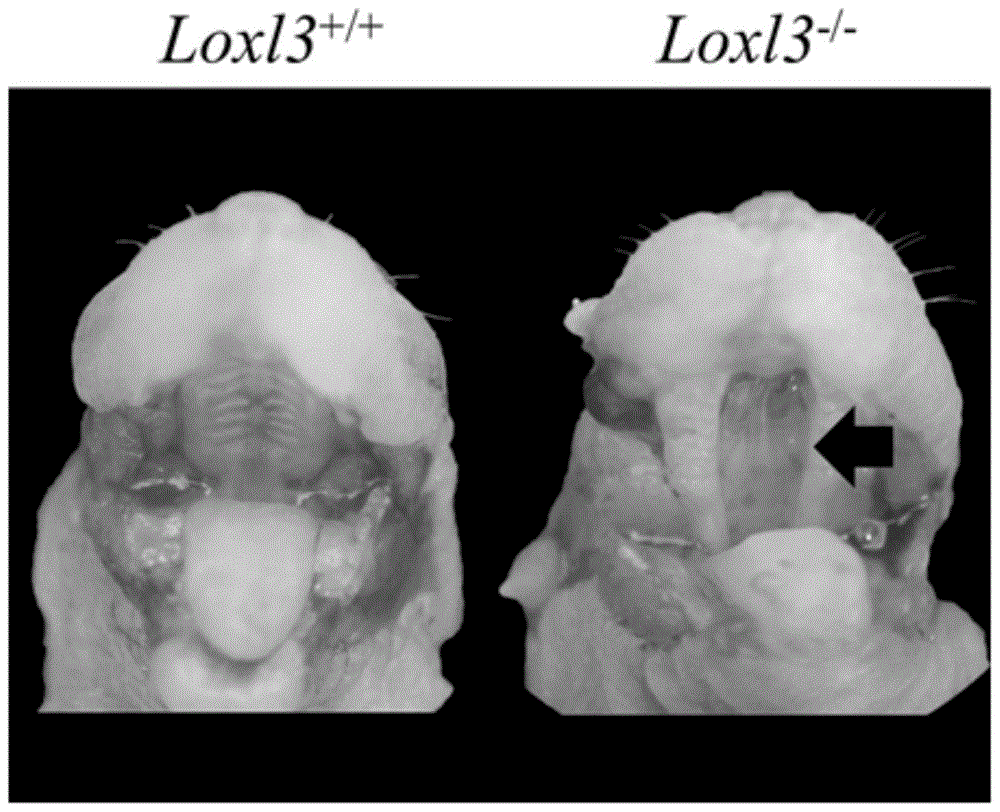 A kind of method and application of mouse loxl3 gene conditional knockout