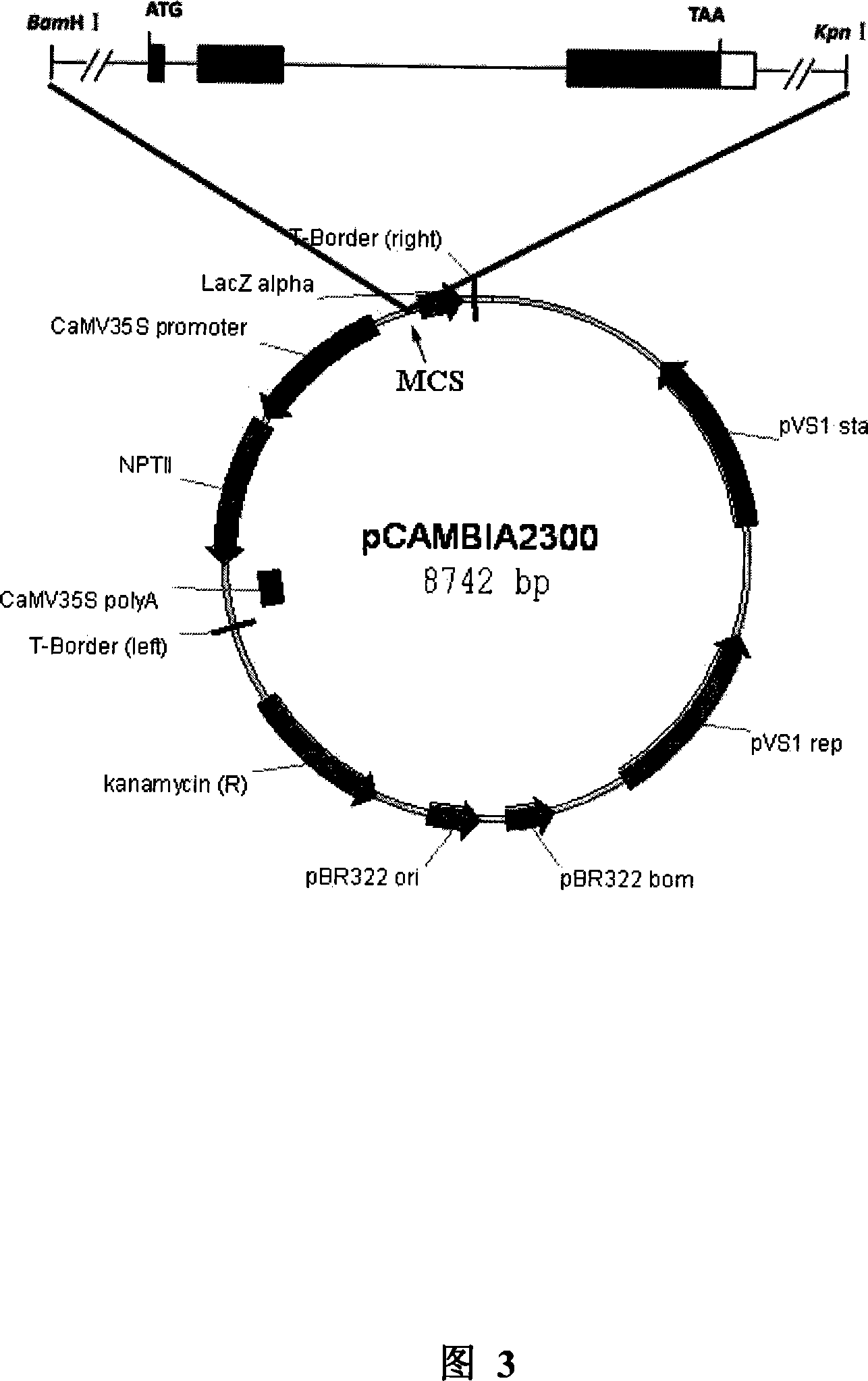 Clone of gene RID1 for controlling rice floral conversion and heading stage and application thereof