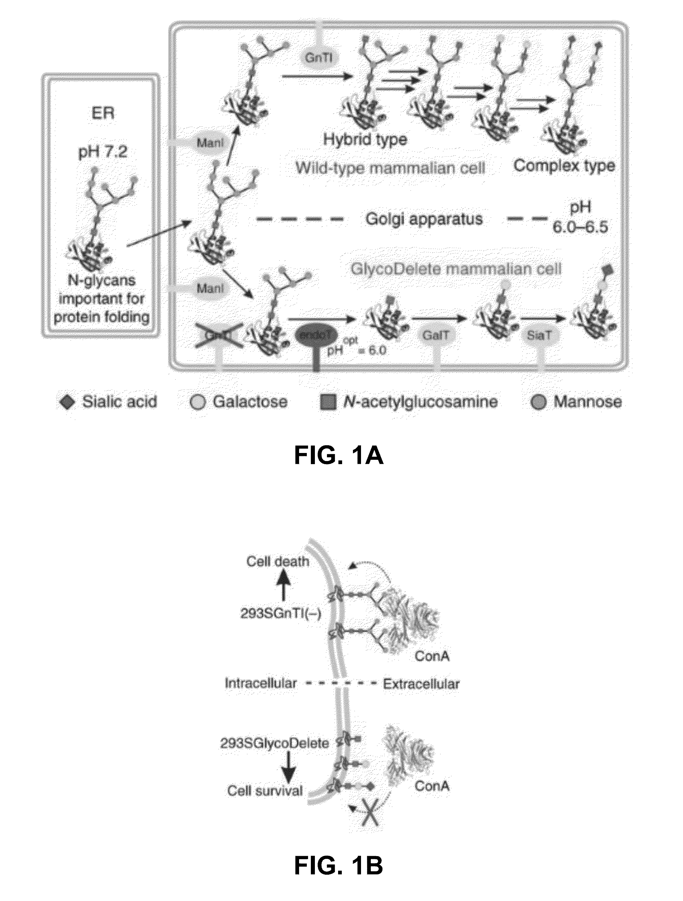 Cells producing fc-containing molecules having altered glycosylation patterns and methods and use thereof