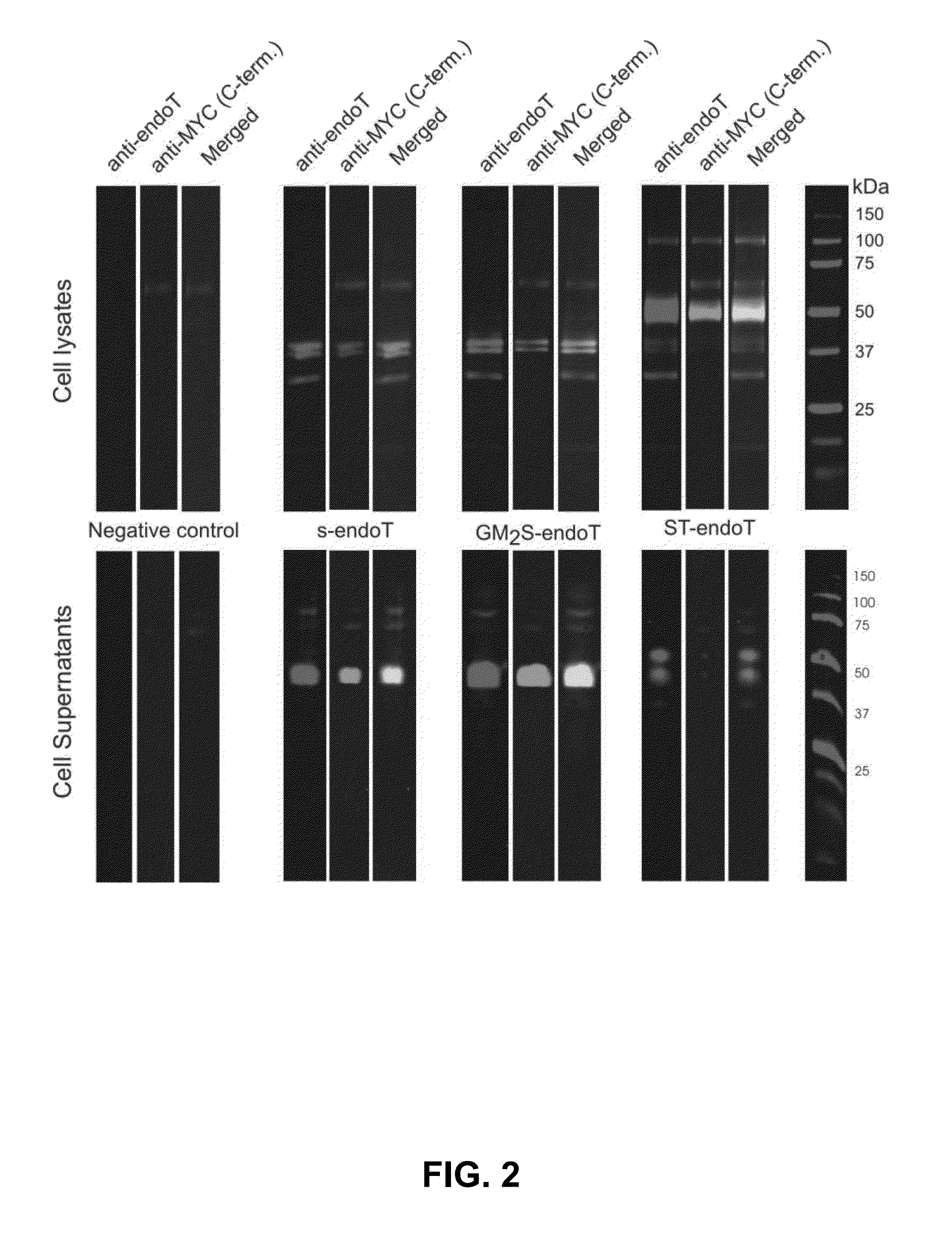 Cells producing fc-containing molecules having altered glycosylation patterns and methods and use thereof