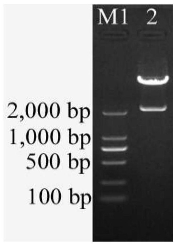 A kind of banana fruit starch branching enzyme gene masbe2.3 and its encoded protein and application