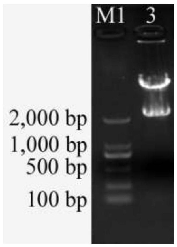 A kind of banana fruit starch branching enzyme gene masbe2.3 and its encoded protein and application