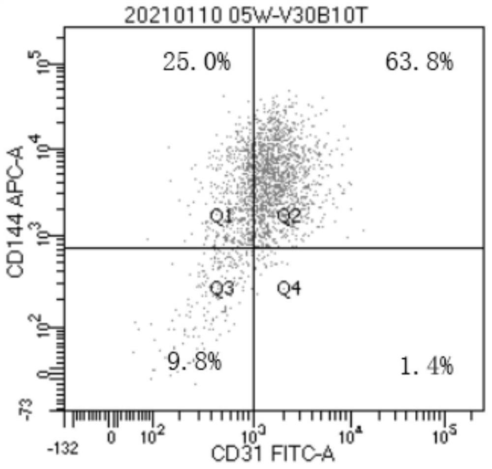 Method for inducing directional endothelial differentiation of human pluripotent stem cells