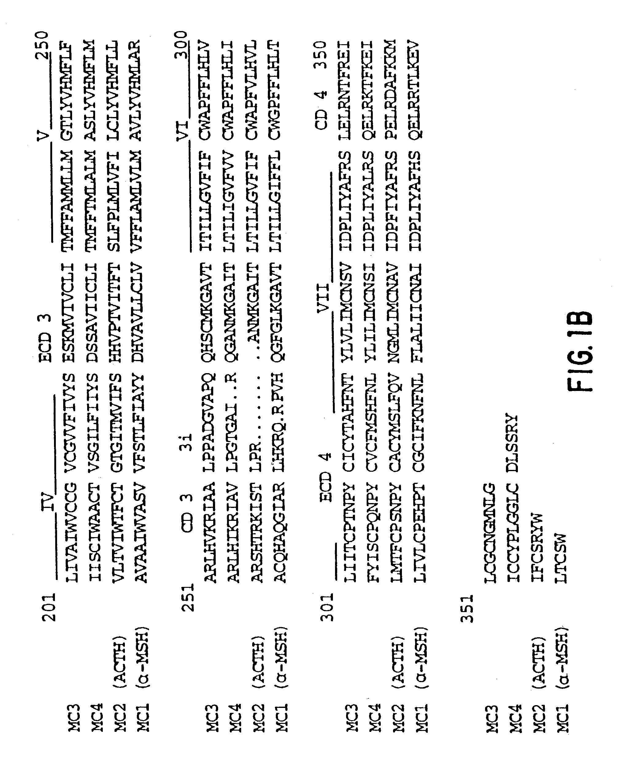 Screening methods for compounds useful in the regulation of body weight