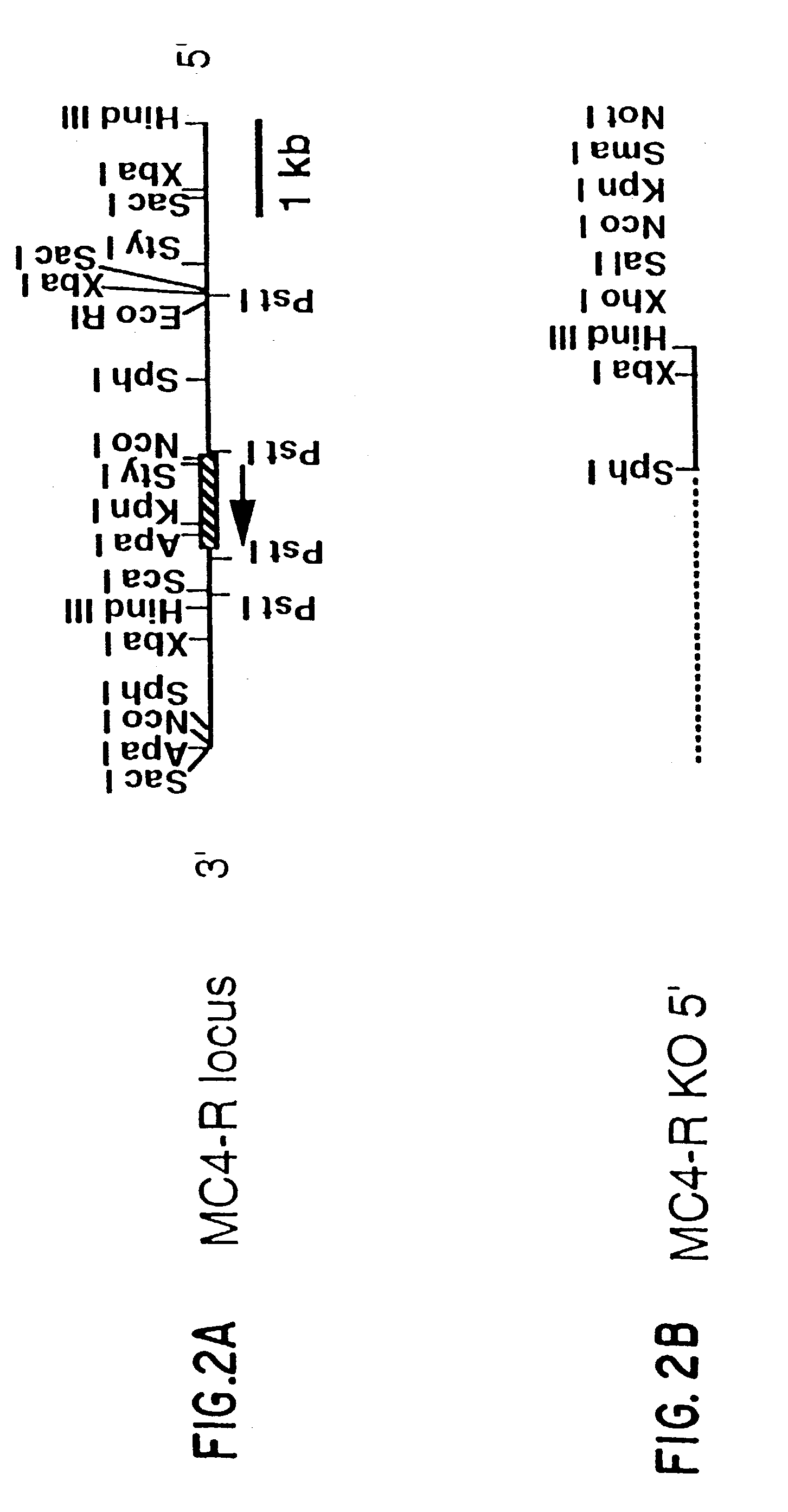 Screening methods for compounds useful in the regulation of body weight